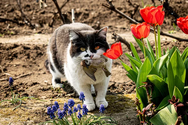 A domestic cat caught a sparrow bird on the street among red tulip flowers and holds it in its mouth