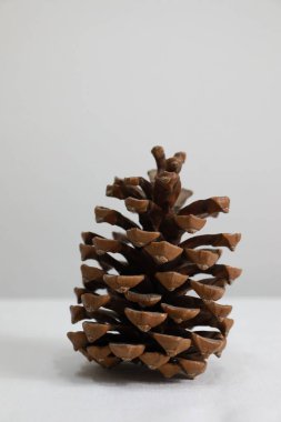 Dried wood pineapple fallen from the tree with a white background, for home decoration