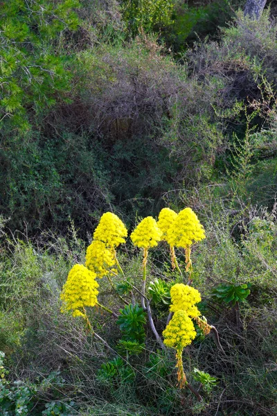 Succulent Aeonium Plant Also Known Tree Houseleek Other Name Aeonium — Stock Photo, Image