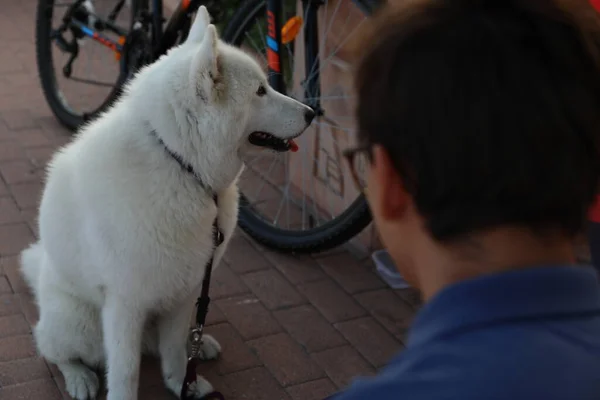 Çok Kıllı Bir Köpek Beyaz Saçlı Cinsi Samoyed — Stok fotoğraf