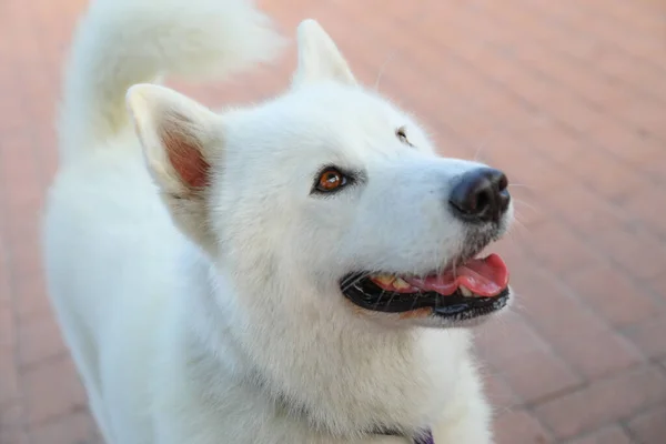 Çok Kıllı Bir Köpek Beyaz Saçlı Cinsi Samoyed — Stok fotoğraf