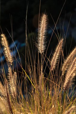 çimen yaprakları gün batımında