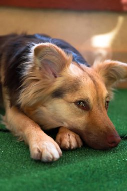 Karışık cins köpek, muhtemelen bir Avustralya çoban köpeği ve Border Collie melez köpeği, ya da belki Avustralya kelpi ve mudisidir, ki bu da sevimli bir evcil hayvana dönüşmüştür.