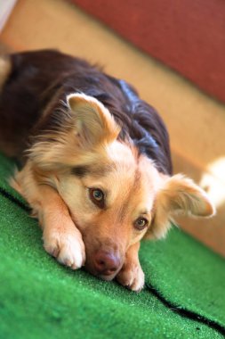 Karışık cins köpek, muhtemelen bir Avustralya çoban köpeği ve Border Collie melez köpeği, ya da belki Avustralya kelpi ve mudisidir, ki bu da sevimli bir evcil hayvana dönüşmüştür.