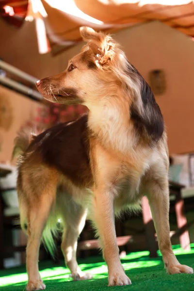 Mixed Breed Dog Possibly Australian Shepherd Border Collie Mixed Breed — Stock Photo, Image