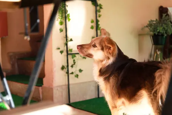 Karışık Cins Köpek Muhtemelen Bir Avustralya Çoban Köpeği Border Collie — Stok fotoğraf