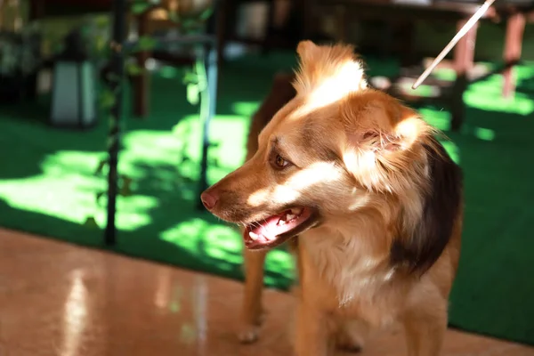 Karışık Cins Köpek Muhtemelen Bir Avustralya Çoban Köpeği Border Collie — Stok fotoğraf