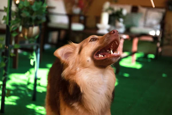 Karışık Cins Köpek Muhtemelen Bir Avustralya Çoban Köpeği Border Collie — Stok fotoğraf