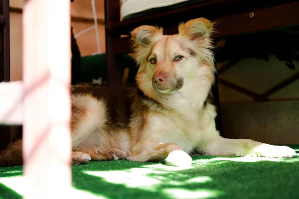 Blandad Ras Hund Möjligen Australisk Shepherd Och Border Collie Blandras — Stockfoto