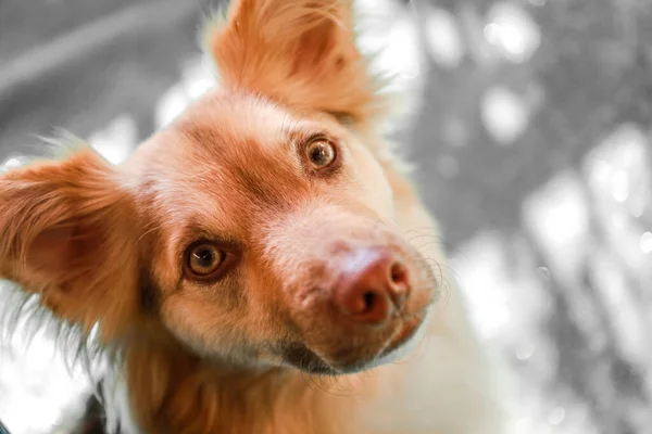 Karışık Cins Köpek Muhtemelen Bir Avustralya Çoban Köpeği Border Collie — Stok fotoğraf