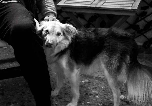 Karışık Cins Köpek Muhtemelen Bir Avustralya Çoban Köpeği Border Collie — Stok fotoğraf