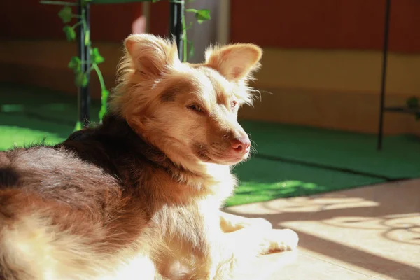 Perro Raza Mixta Posiblemente Pastor Australiano Perro Raza Mixta Border — Foto de Stock