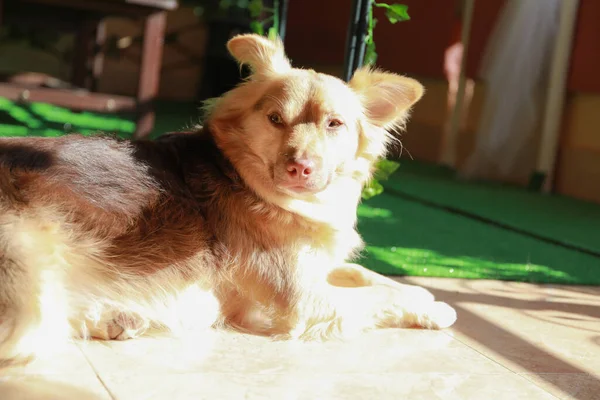 Gemengde Ras Hond Mogelijk Een Australische Herder Border Collie Gemengde — Stockfoto