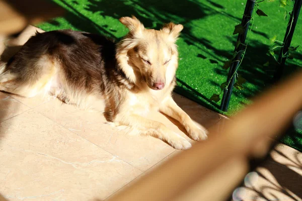 Mieszany Pies Rasy Ewentualnie Owczarek Australijski Border Collie Mieszane Rasy — Zdjęcie stockowe