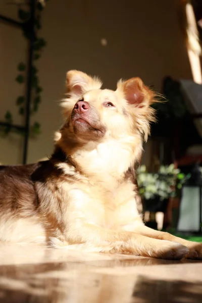 Gemengde Ras Hond Mogelijk Een Australische Herder Border Collie Gemengde — Stockfoto