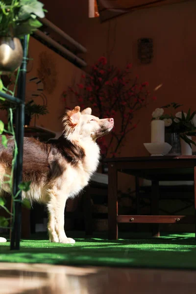 混血品种的狗 可能是澳大利亚牧羊犬和边境牧羊犬混血品种的狗 也可能是澳大利亚海狗和毛迪犬 它原来是这只可爱的宠物 — 图库照片