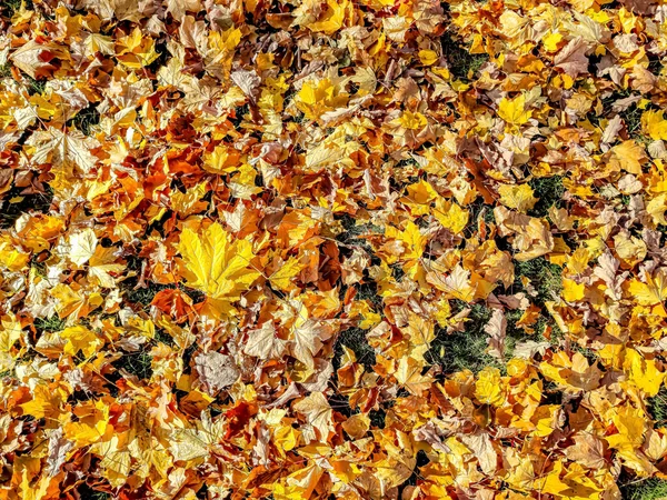 Schwarzes Schmiedeeisernes Gitter Auf Einem Hintergrund Aus Gelben Blättern — Stockfoto