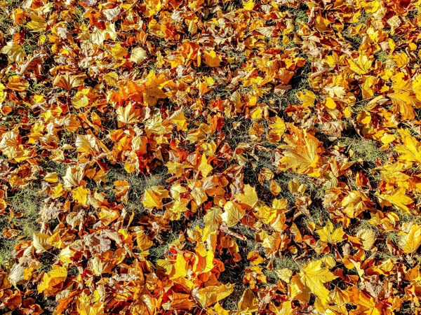 Black Wrought Iron Lattice Background Yellow Leaves — Stock Photo, Image