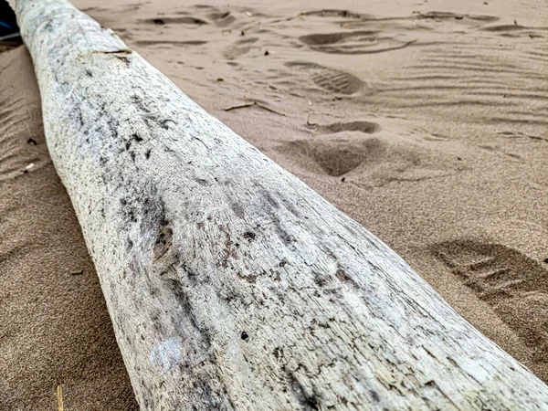Old Log Lies Sandy Shore — Stock Photo, Image