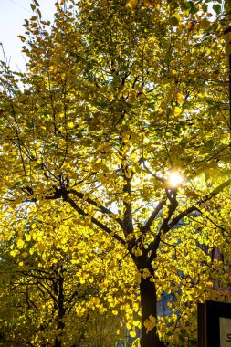 Ağaçlarda altın ve sarı yapraklar. Sonbaharın başı