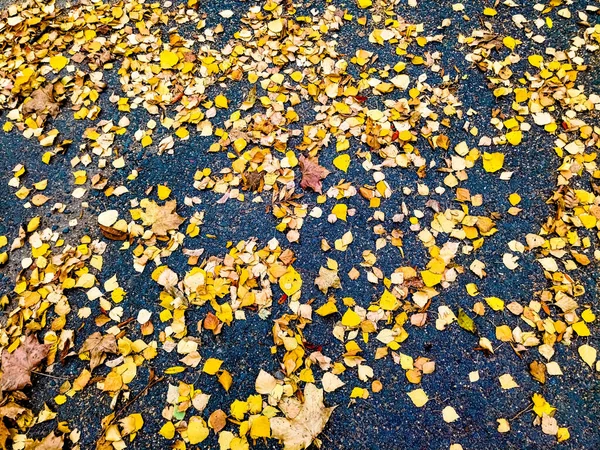 Treillis Fer Forgé Noir Sur Fond Feuilles Jaunes — Photo