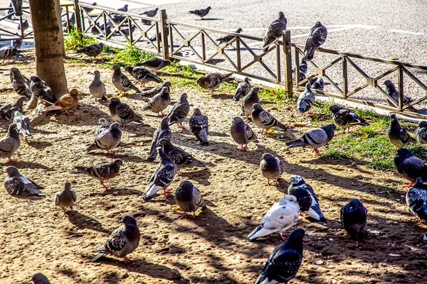 Gibt Viele Tauben Auf Der Stadtstraße — Stockfoto