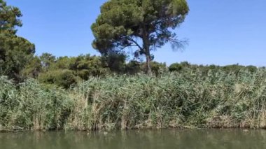  Nehirdeki bir gemiden ağaçlar ve kamışlarla kıyı manzarası.
