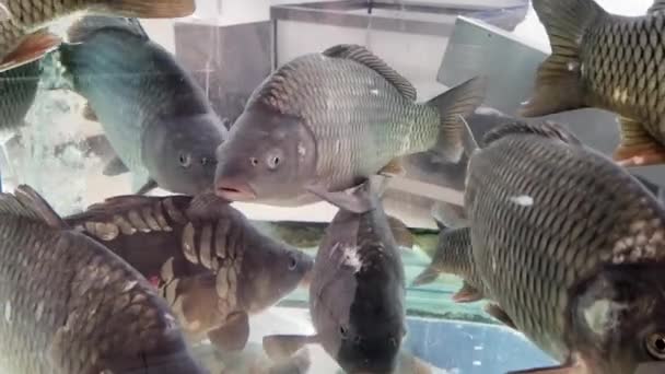 Carpa Viva Pescado Acuario Supermercado — Vídeos de Stock