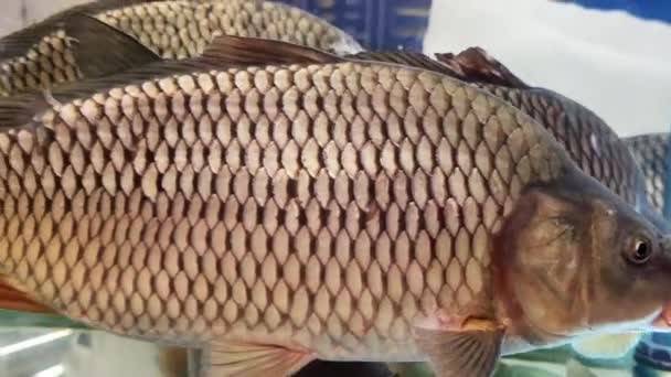 Carpa Viva Pescado Acuario Supermercado — Vídeos de Stock