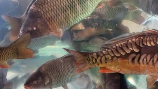 Carpa Viva Pescado Acuario Supermercado — Vídeo de stock