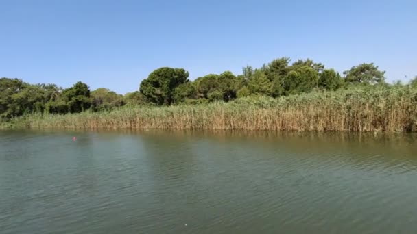 Nehirdeki Bir Gemiden Ağaçlar Kamışlarla Kıyı Manzarası — Stok video