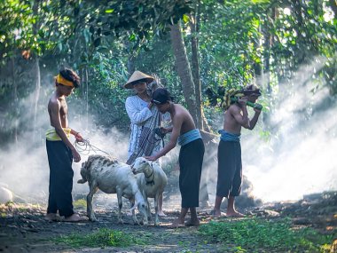 village shepherd boy activities in Java