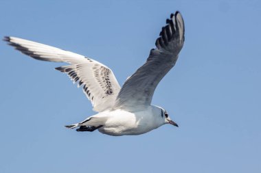 Kanatlarımın altından bir bakış