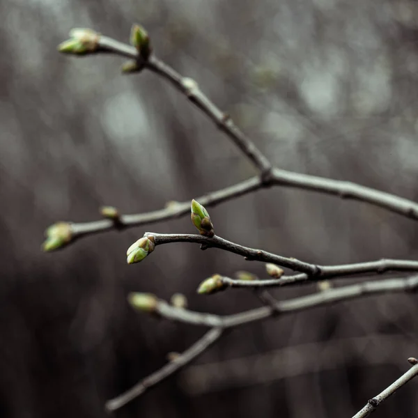Siyah Parmaklarda Yeşil Pençeler — Stok fotoğraf