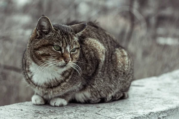 Gri Kedi Sonbahar Şehrinde — Stok fotoğraf