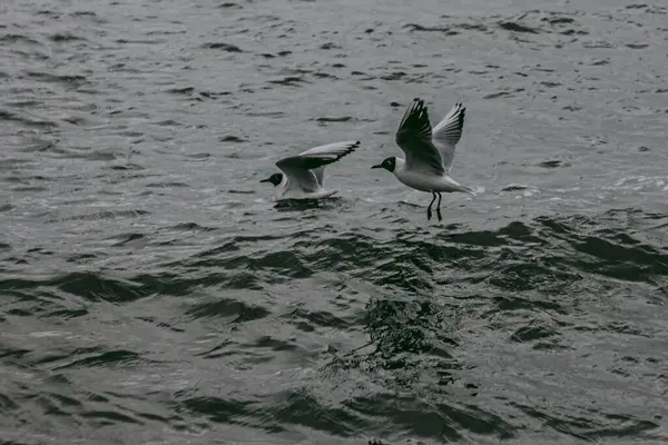 Anticiperen Winterkou Meeuwen Cirkelen Golven — Stockfoto