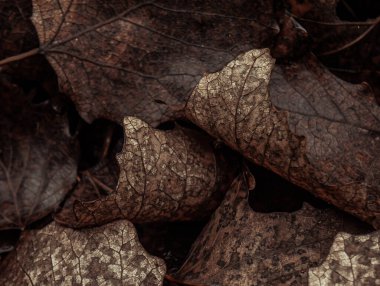 Düşen yaprakların kıvrımları ve dokuları