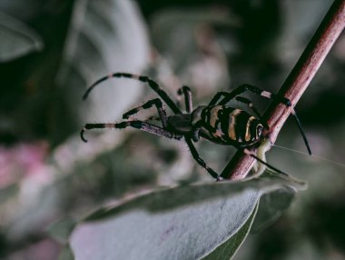 Örümcek yaprakların arasına saklanır ve bekler.