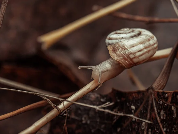 Caracol Pequeno Uma Lâmina Amarela Grama — Fotografia de Stock