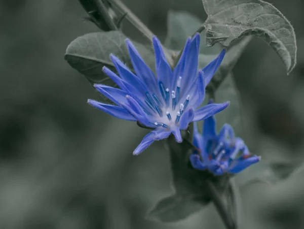 Small Blue Sparkle Flowers Twig — Stock Photo, Image