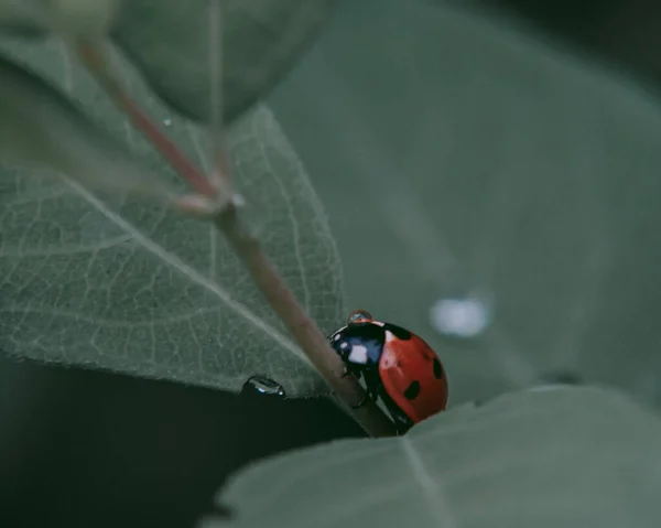 濡れた葉の間のてんとう虫 — ストック写真