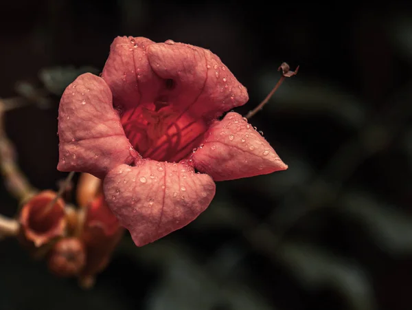 Pink Flower Moisture Drops — Stock Photo, Image