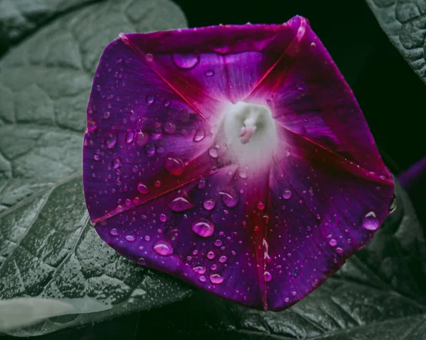 Purple Wild Vine Flower — Stock Photo, Image