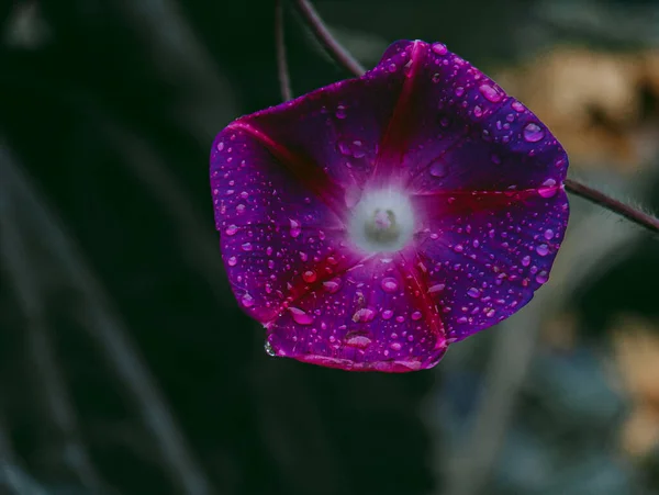 Raindrops Sparkle Blue Petals — Stock Photo, Image