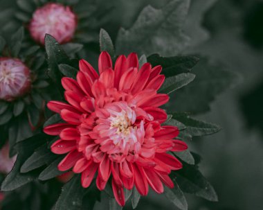 Beyaz ve kırmızı Paskalya tomurcuğu bahçede