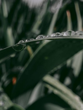 Görünmez güzellik - çimen yaprakları ve ayaklarının altında damlalar