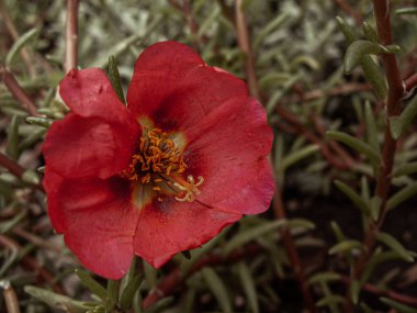 Küçük parlak kırmızı sulu çiçek