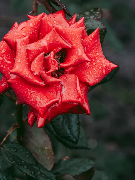 Red Grace Rosebud Strewn Raindrops — Fotografia de Stock