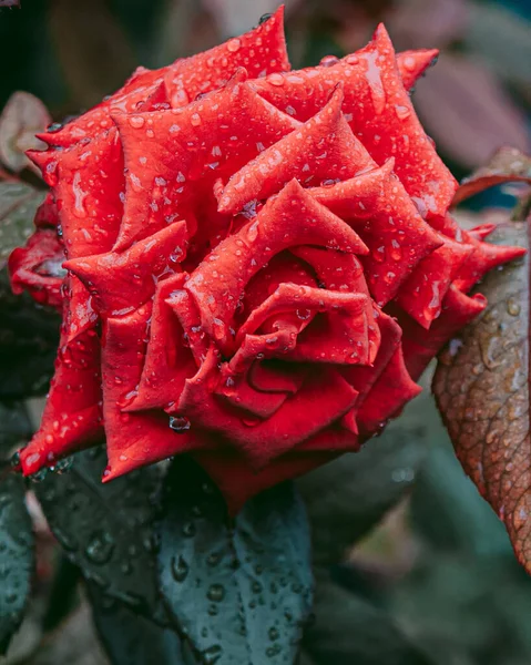 Late Summer Grace Bright Red Flower — Fotografia de Stock