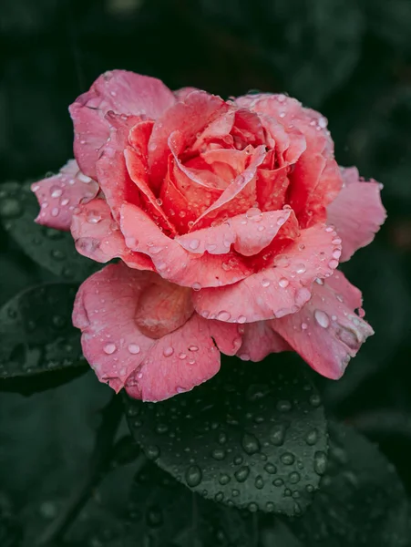 Λεπτό Ροζ Μπουμπούκι Καλυμμένο Δροσιά — Φωτογραφία Αρχείου